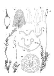 Geheebia. A, C, E–N: G. ceratodontea. A, habit of female plant with gymnostomous capsule, moist. C, habit of male plant with perigonia, moist. E–H, leaf cross-sections. I–L, stem leaves. M, leaf apex. N, stem cross-section. A, C, E–N drawn from J.E. Beever 47-19, CHR 611395. B, D: G. tophacea. B, habit of female plant with peristomate capsule, moist. D, capsule with peristome. B, D drawn from G.O.K. Sainsbury 9092, WELT M014273.
 Image: R.D. Seppelt © R.D.Seppelt All rights reserved
